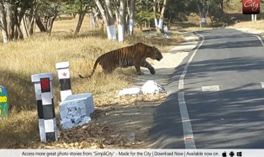 தண்ணிகாட்டும் புலி..பதுங்கிவிட்டது?!!