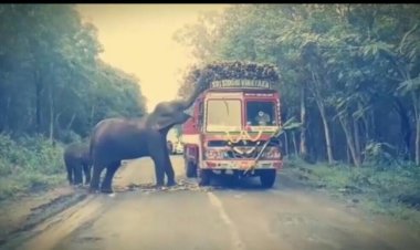 ஒருகட்டு கரும்பு கொடு…! அப்புறமா போ…! லாரிகளை மடக்கும் காட்டு யானைகள்!