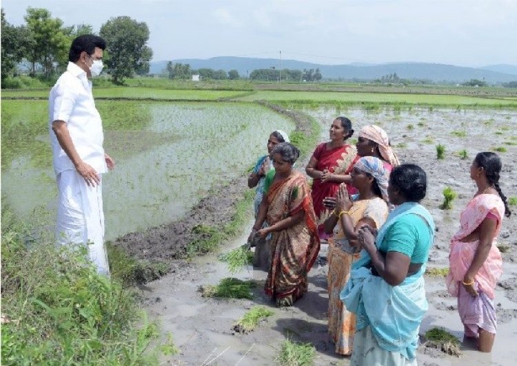நாற்று நடவு விவசாயிகளுடன் முதல்வர் ஸ்டாலின்!