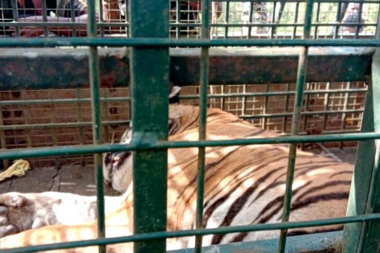 நான்கு பேரை கொன்ற டி -23 புலி உயிருடன் பிடிபட்டது! மைசூரு "சூ" வுக்கு பயணம்!