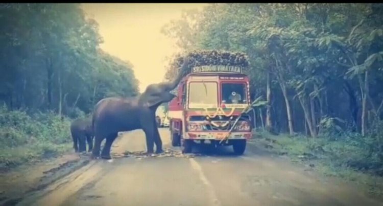 ஒருகட்டு கரும்பு கொடு…! அப்புறமா போ…! லாரிகளை மடக்கும் காட்டு யானைகள்!