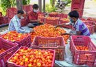 தத்தளிக்க வைக்கும் தக்காளி! 15 மெட்ரிக் டன் வாங்கி சப்ளை செய்யும்  அரசு!