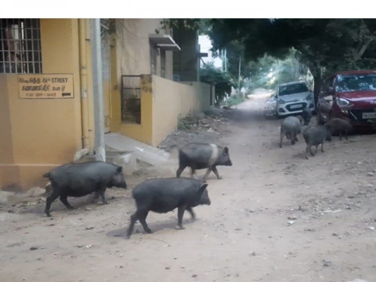 அய்யா பன்றிகளை பிடியுங்களேன் ப்ளீஸ்....