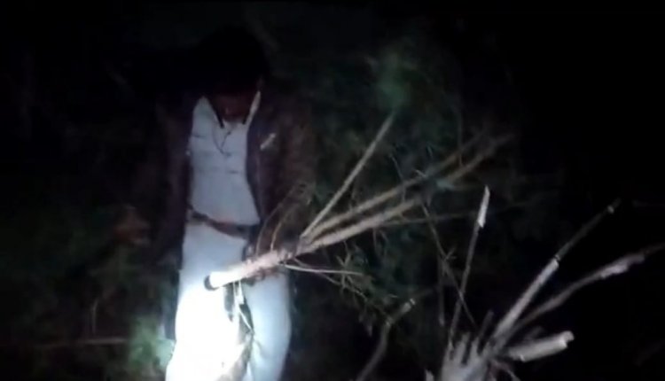 வீட்டில் கஞ்சா செடி வளர்த்த இளைஞர் கைது!