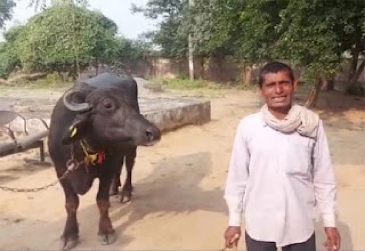 மாட்டுக்கு சூன்யம் வச்சுட்டாங்க அய்யா!போலிசில் புகார்!