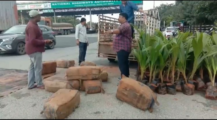 தென்னம் செடிக்கு மத்தியில் பெண்டல் பெண்டலாக கஞ்சா!
