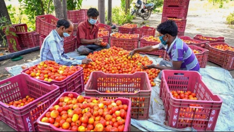 தத்தளிக்க வைக்கும் தக்காளி! 15 மெட்ரிக் டன் வாங்கி சப்ளை செய்யும்  அரசு!