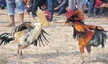 சேவல் சண்டை நடத்தியவர்களிடம் ஆட்டையை போட்ட போலிசார்!