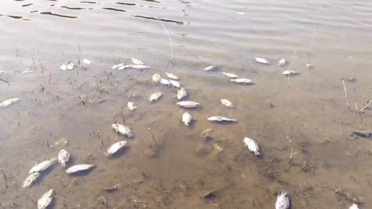 தோல் ஷாப்புகளின் ரசாயன நீரால் ஏரியில் விஷம் கலப்பு!  மீன்கள் இறந்து மிதக்கிறது!