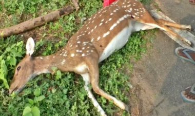 45 புள்ளி மான்கள் உயிரிழப்பு! சென்னை ஐ.ஐ.டியில் என்னதான் நடக்கிறது!