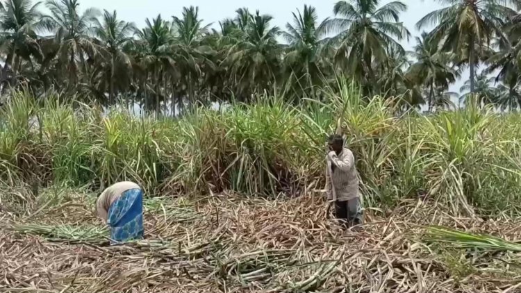 லஞ்சம் கொடுக்காததால் கரும்பை பாழாக்கிய அதிகாரி!
