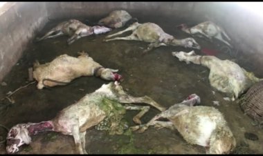 சிறுத்தை கடித்து 9 ஆடுகள் பலி!