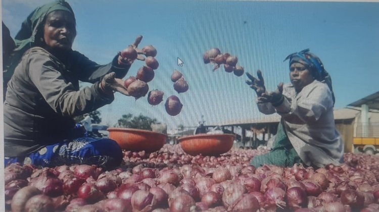  இலவச வெங்காயம் கொடுத்த விவசாயி!