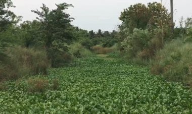 வடிகால் வாய்காலையாவது தூர் வாருங்கப்பா?