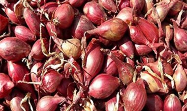 சீண்டுவார் அற்ற சின்ன வெங்காயம்! 700 மூட்டை வேஸ்ட்!