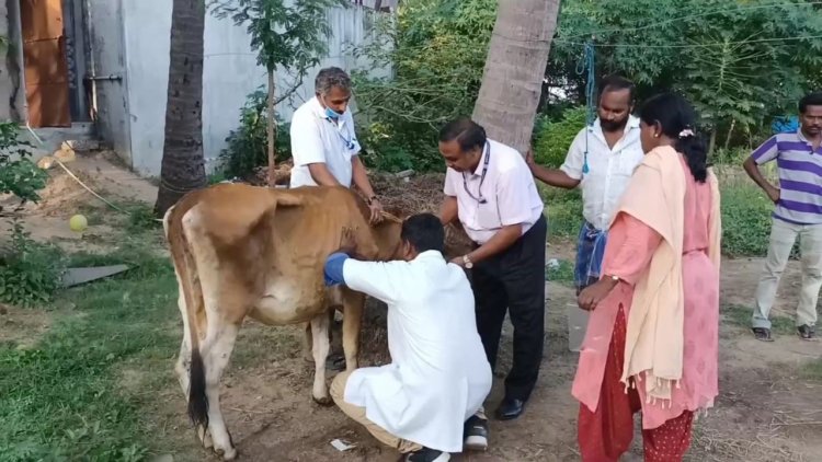 பிரியாணிக்காக குறைந்த விலைக்கு விற்கப்படும் நோய் வந்த கால் நடைகள்!
