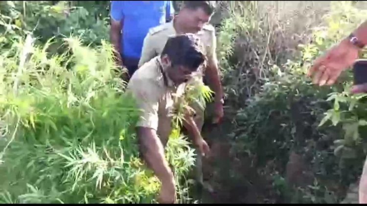 கஞ்சா தோட்டத்தை அழித்த திருப்பத்தூர் டிஎஸ்பி அண்ட் டீம்!