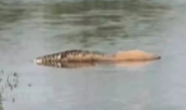 ஊருக்குள் முதலைகள்! பொது மக்கள் கிலி!! அரசு அதிகாரிகள் குழப்பம்!!