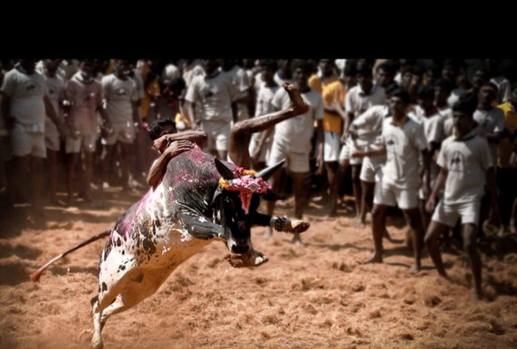 ஜல்லிக்கட்டுக்கு எதிராக மீண்டும் வாலாட்டும் பீட்டா அமைப்பு!