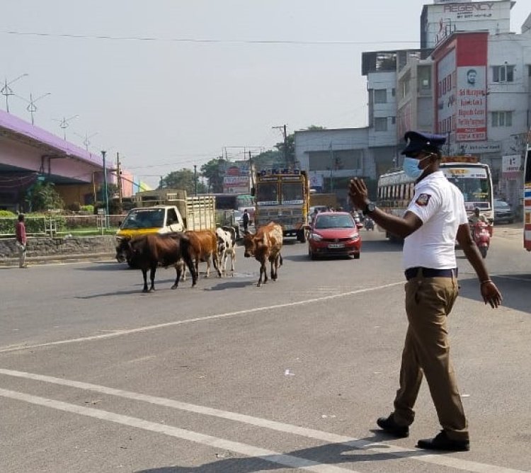 டிராபிக் போலிஸை பாடாய்படுத்தும் மாடுகளும்! ஓட்டல்காரரும்!