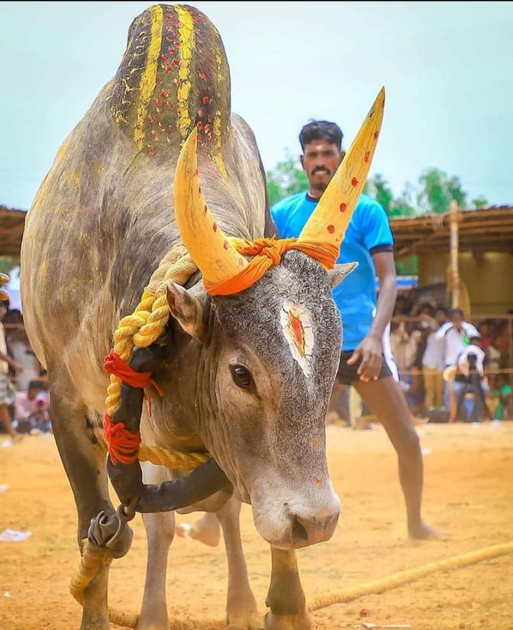 மதுரை ஜல்லிகட்டும் சர்ச்சைகளும்!