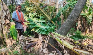 வாழை மரங்கள் சாய்ந்துவிட்டது! ஏதாவது உதவி செய்யுங்களேன்!