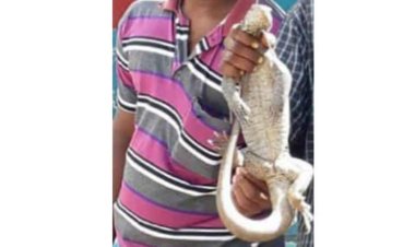 உடும்பு வேட்டையாடியவர்களை வலைபோட்டுபிடித்த வனத்துறை!