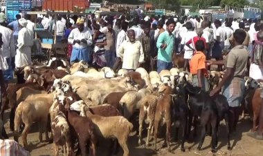 ஒரு கோடி ரூபாயை தாண்டும் ஆடு விற்பனை!