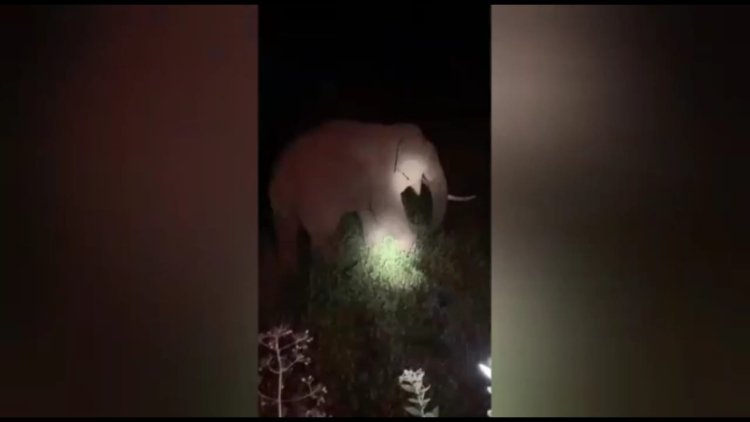 வனதுத்றையினரே ஒற்றை யானைக்கு சிகிச்சை அளியுங்கள்! பொதுமக்கள் கோரிக்கை!