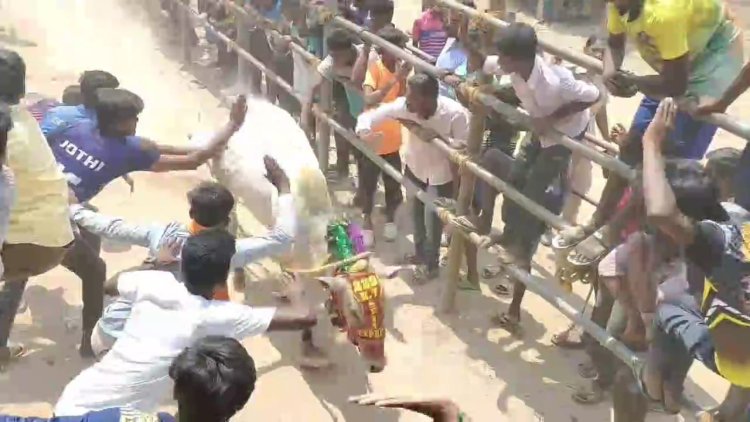 யூடியூப்பில் நேரலை செய்த நபரை காளை முட்டி களேபரம்!