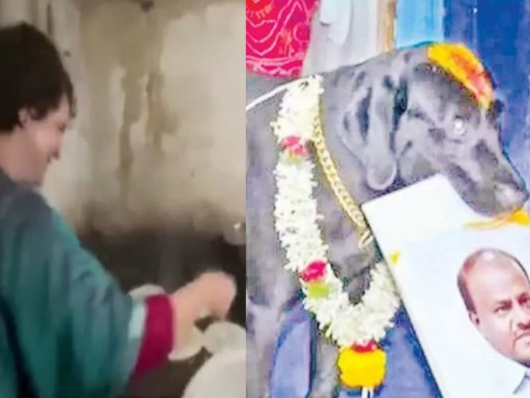 நாய் ஜோசியப்படி கர்நாடகத்தில் அடுத்த முதல்வர் யார்? தோசை சுட்ட பிரியங்கா!!