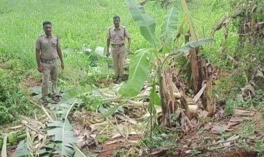 ஆம்பூர் விவசாயிகளை கலங்கடிக்கும் ஒற்றை யானை!