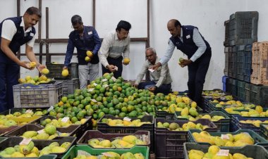 ராசாயனம் மூலம் பழுக்கவைக்கப்பட்ட 2.5 டன் சாத்துக்குடி அழிப்பு!