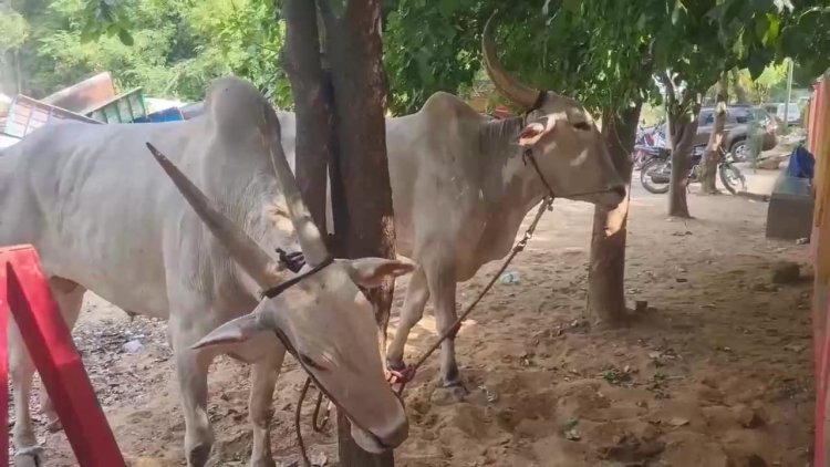 மாடுகளை பட்டினி போட்ட ஆபிசர்ஸ்!