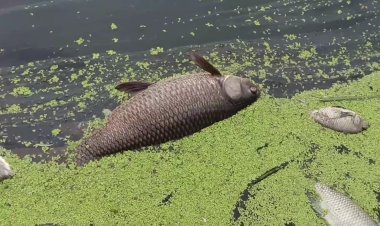 வாணிடெக் திறந்து விட்ட ராசாயன தண்ணீர் பாலாற்றில் கலப்பு! செத்து மடிந்த மீன்கள்!! வேடிக்கை பார்க்கும் மாசுக்கட்டுபாட்டு அதிகாரிகள்!