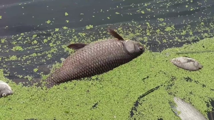 வாணிடெக் திறந்து விட்ட ராசாயன தண்ணீர் பாலாற்றில் கலப்பு! செத்து மடிந்த மீன்கள்!! வேடிக்கை பார்க்கும் மாசுக்கட்டுபாட்டு அதிகாரிகள்!