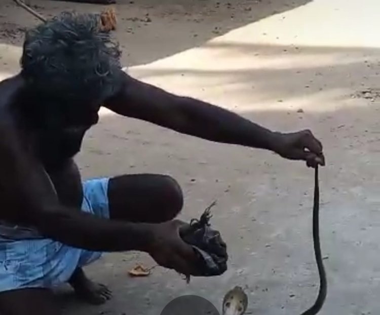 நாக பாம்பை அலேக்காக பிடித்த பெருசு!
