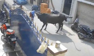 சிறுமியை ஆத்திரத்துடன் முட்டி தூக்கி வீசிய மாடு! பதறும் காட்சிகள்!!