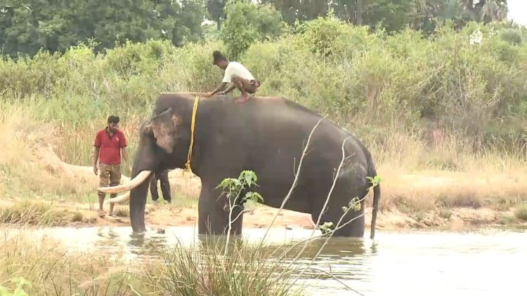 அடங்காத யானை பிடிபட்டது! மக்கள் நிம்மதி மூச்சு!!