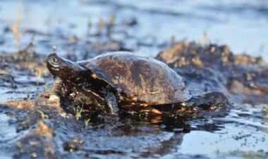 எண்ணெய் கசிவு:- வாழ்வாதாரம் பாதிக்கப்பட்ட மக்களுக்கு இழப்பீடு வழங்க உத்தரவு!