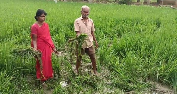 விளை நிலங்களை சேதப்ப்படுத்தும் காட்டு யானைகள்! குறட்டைவிடும் வன அதிகாரிகள்!
