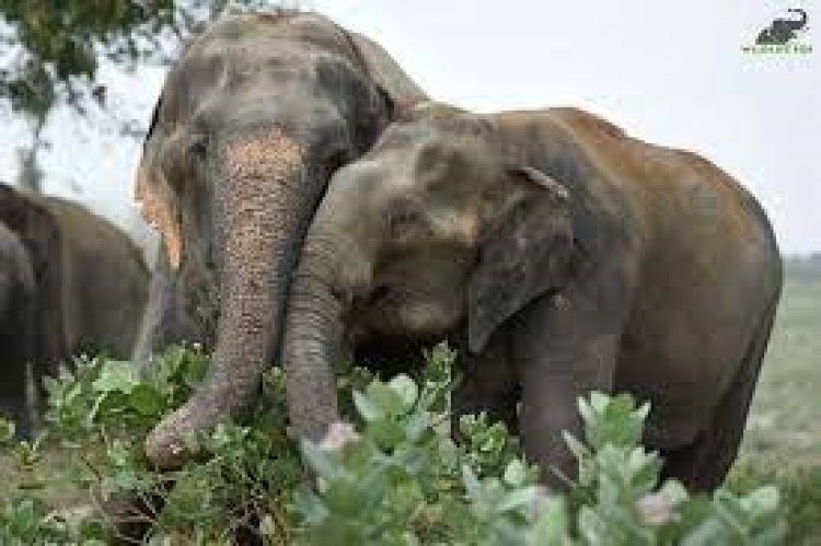 ரேஷன் கடைக்கு வந்து சென்ற காட்டு யானைகள்! மிரட்சியில் மக்கள் மற்றும் ஊழியர்!