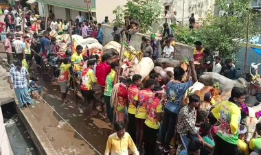 சீறி பாய்ந்த 500 காளைகள்!