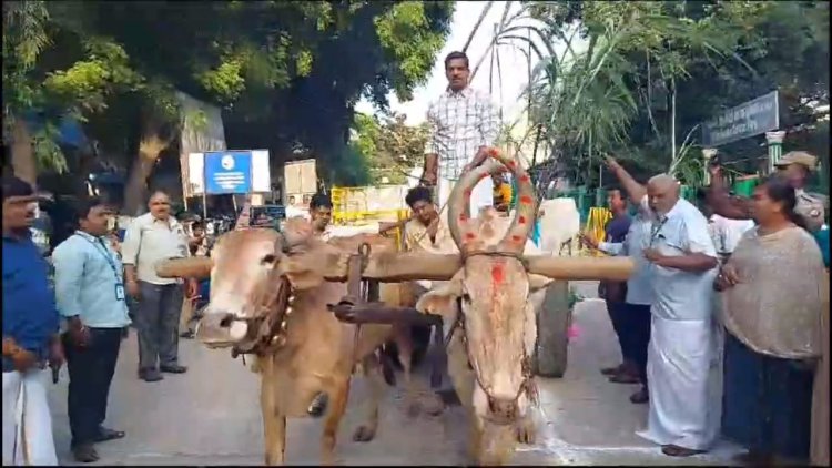 மாட்டுவண்டி ஓட்டிய கலெக்டர்!