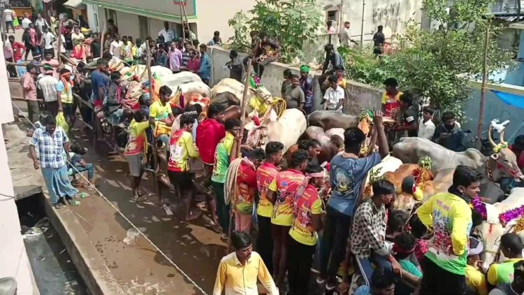 சீறி பாய்ந்த 500 காளைகள்!