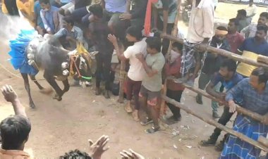 நடிகர் விஜய் பெயரில் களம் கண்ட காளைக்கு முதல் பரிசு!