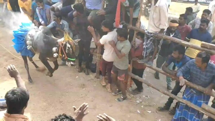 நடிகர் விஜய் பெயரில் களம் கண்ட காளைக்கு முதல் பரிசு!