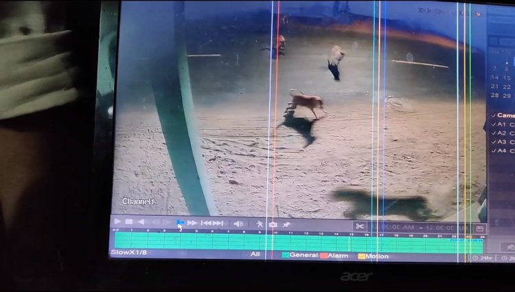 மயிலாடுதுறையில் சிறுத்தை! விரட்டிய நாய்கள்!வெளியே வரவேண்டாம் என போலிசார் எச்சரிக்கை!