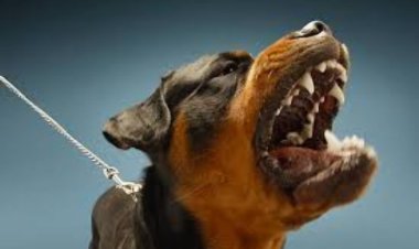 ராட்வீலர் உட்பட 23 வகையான வெளிநாட்டு நாய் இனங்களுக்கு தடை!முழு பட்டியல் வெளியீடு!