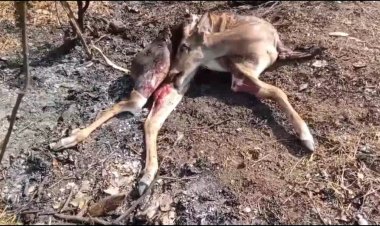 தாகம் தீர்க்க வந்த மான் பேருந்தில் சிக்கி பலி